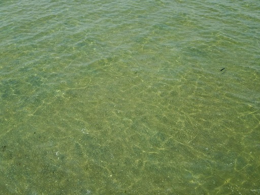 三河湾って綺麗です