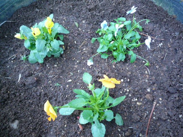 花壇にパンジーとビオラを植え付けました 茉優 翔 家庭菜園ブログ 楽天ブログ