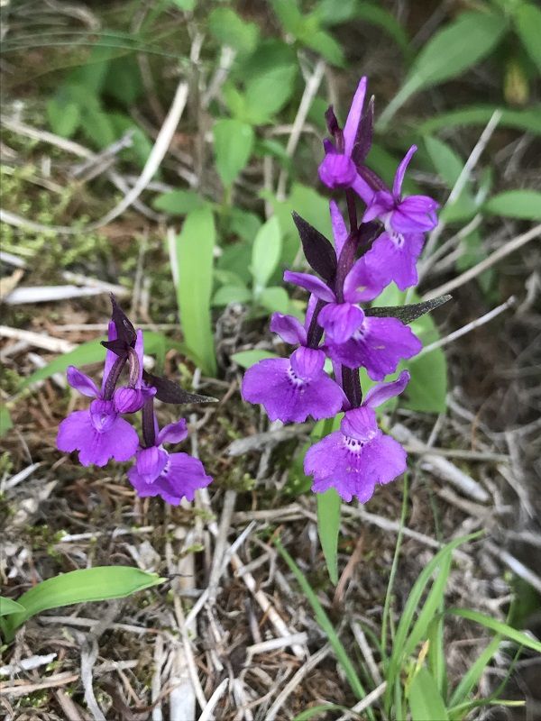 山梨100名山シリーズ（15）大菩薩峠（大菩薩嶺）2057m・3 | 醍醐山と下部（しもべ）温泉 - 楽天ブログ