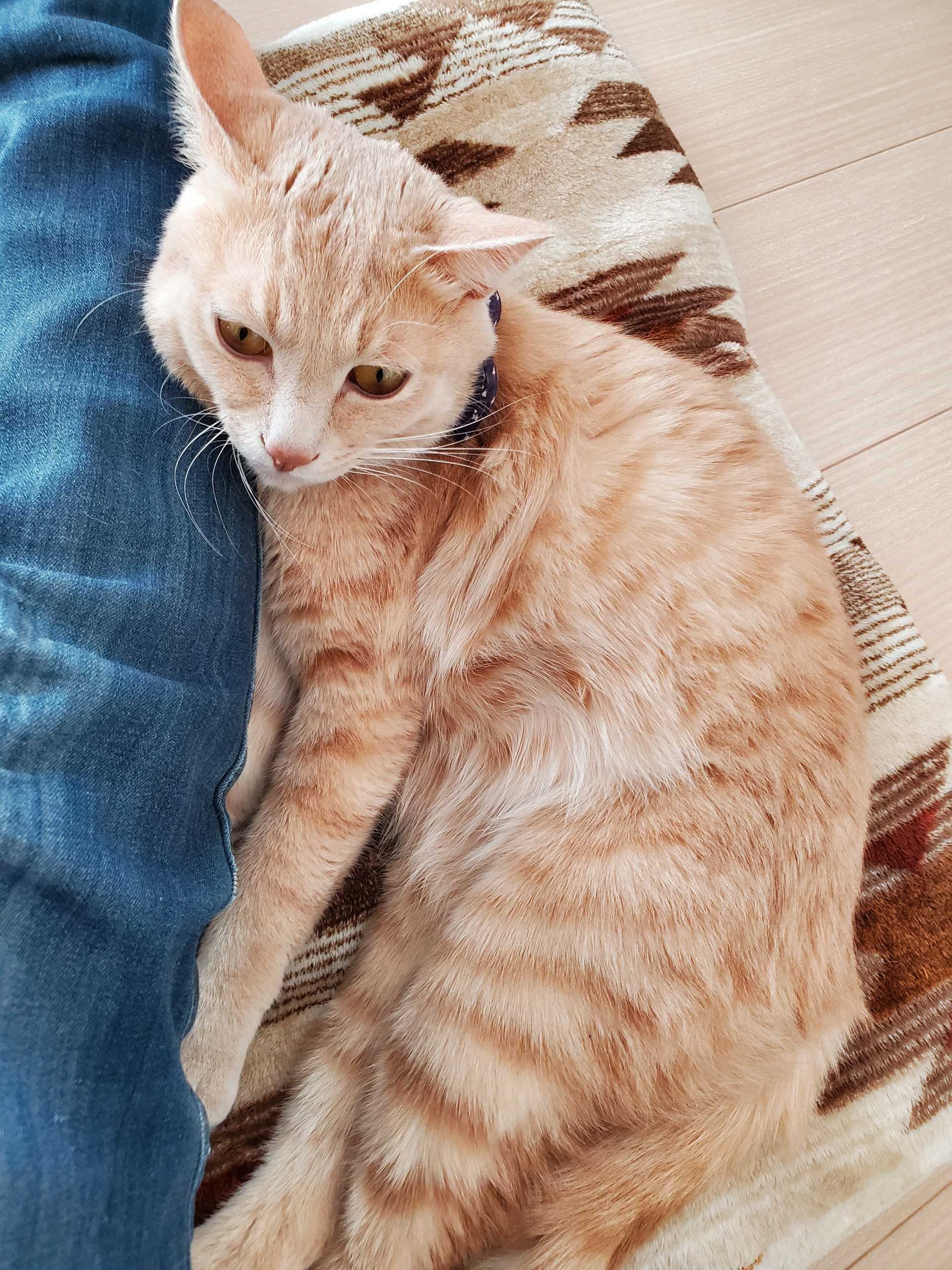 今日のふれあい(ФωФ)  猫ライフ - 楽天ブログ