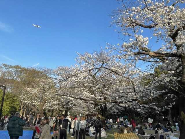 今日のアーカイブ：桜now 葛西、代々木 東方見雲録 楽天ブログ