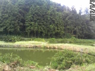 池の土手