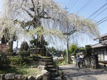 中津川―桜