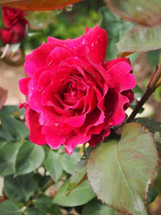 悲しかったり嬉しかったり。。。河本ローズらしい赤薔薇でした「コリーヌ・ルージュ」 開いたばかりのピンク・フレンチレース♡ | ピーチヒルの薔薇日記 - 楽天ブログ