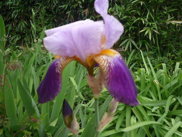 アヤメやジャーマンアイリスが群生して咲いています 茉優 翔 家庭菜園ブログ 楽天ブログ