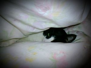 rblog-20150101174315-03.jpg