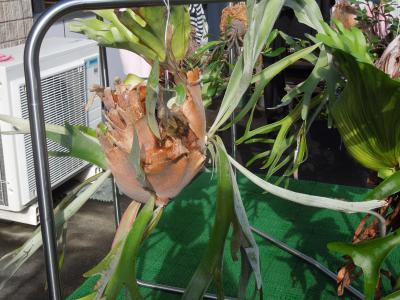 ビカクシダ・ビーチー(レモイネイとシルバーフロンド) | 小平太