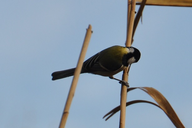 シジュウカラ