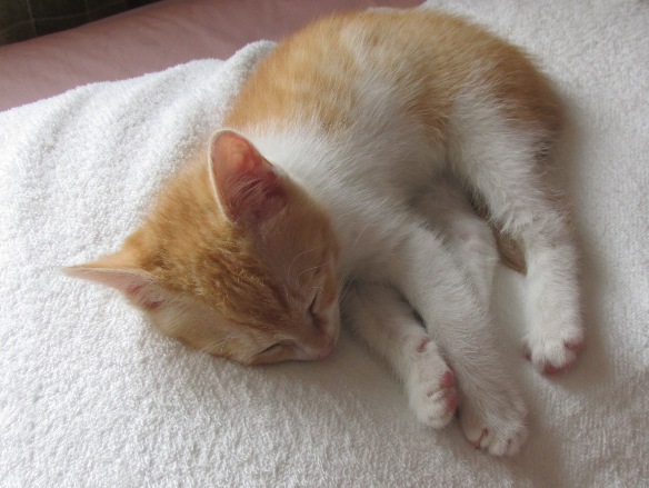 おとなしいのは.....