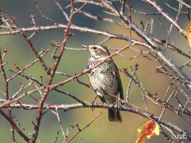 ツグミ2020年11月12日