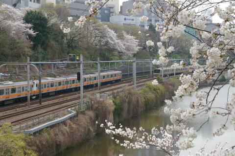 外濠公園の桜