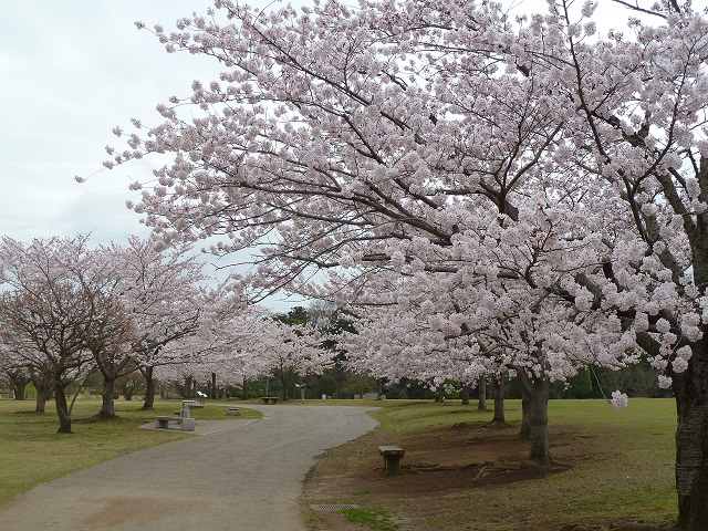 2015桜山 003.JPG
