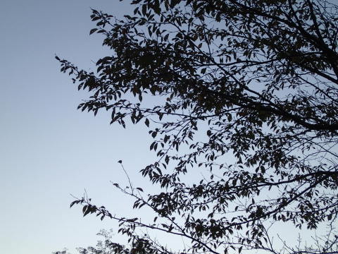 nitijou131030003