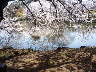 sakura5.JPG