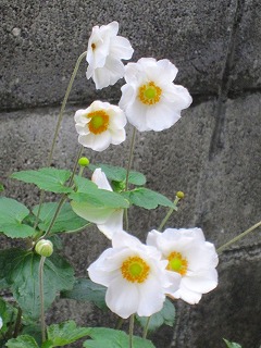 20131030シュウメイキク