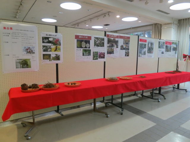 色々な実の紹介