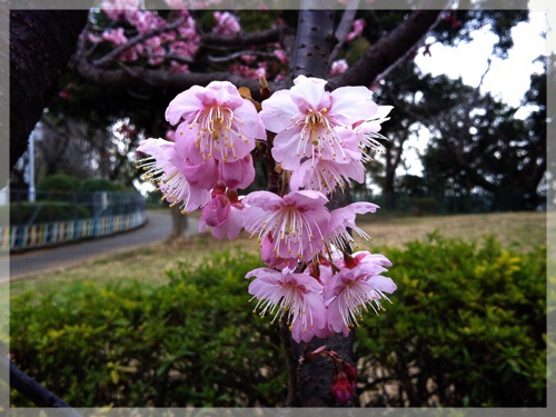 雪割り桜