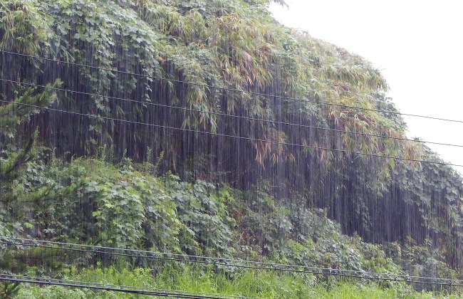 今日の雨