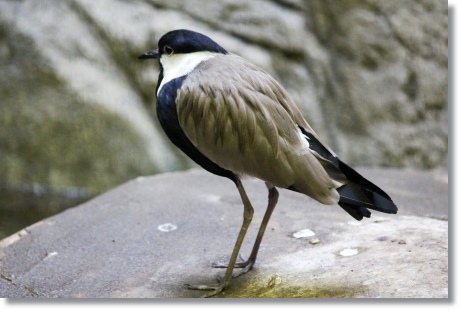 東京旅行-70 ツメバゲリ 13.10.5