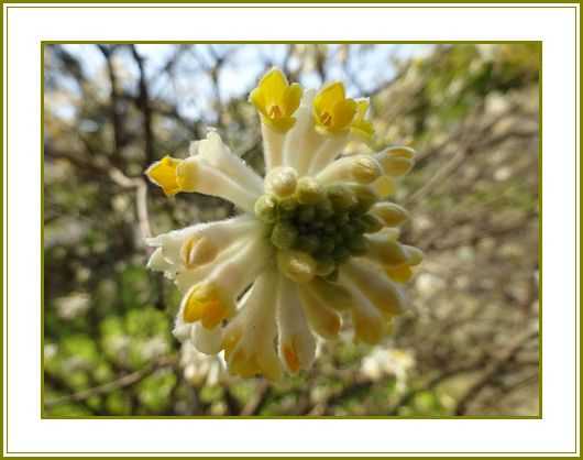 令和３年３月28日 三椏の花は三択運任せ 花の歳時記 天南星の魅力 山野草 楽天ブログ
