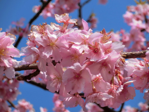 新松田のカワズザクラ　河津桜を今年も観に行きました