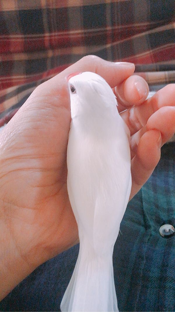 鳥が家にいる ウチの鳥たち 楽天ブログ