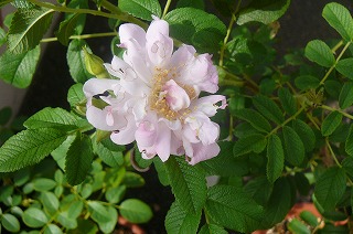 P1340414ss.jpg