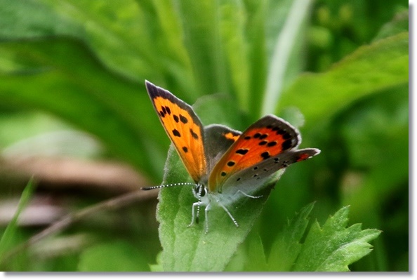 パーク獅子吼-11 ベニシジミ 16.4.20