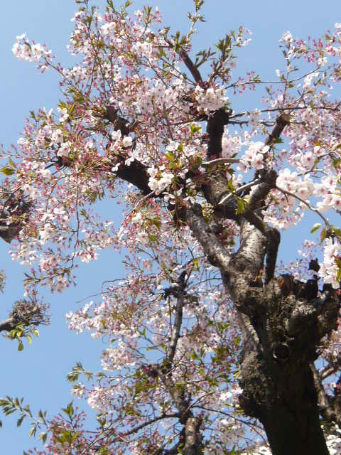 ちりそむ