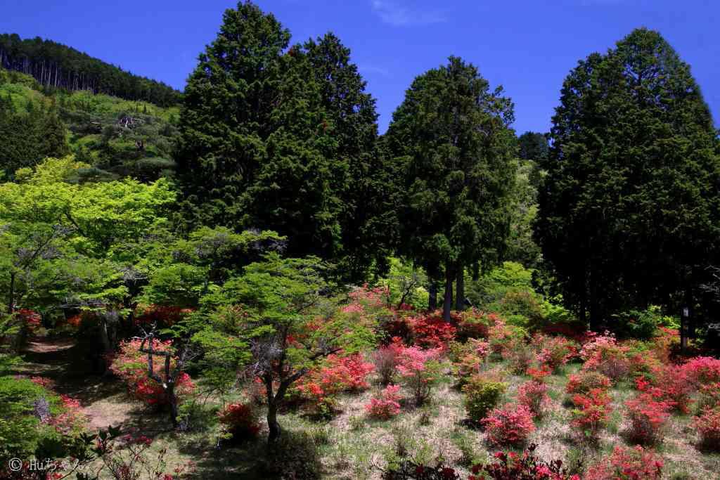 ３ ４５６ー奈良鳥見山公園のツツジその１ Huちゃん 写真日記 楽天ブログ