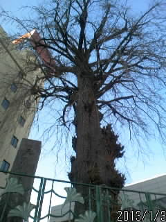 おおいちょう３