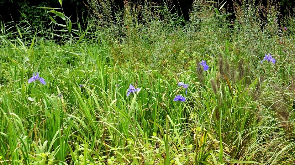 カキツバタ1.JPG