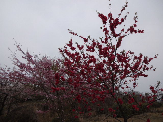 鶴見岳桜4