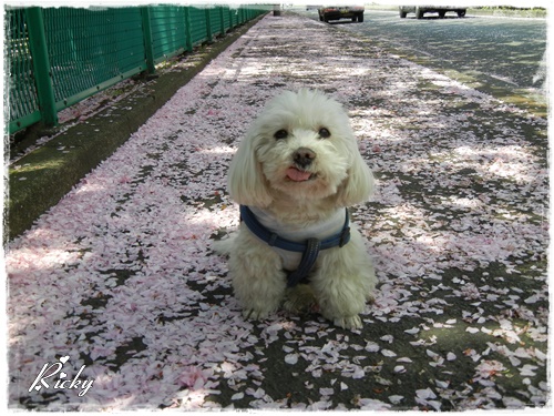 東京流通センターの八重桜