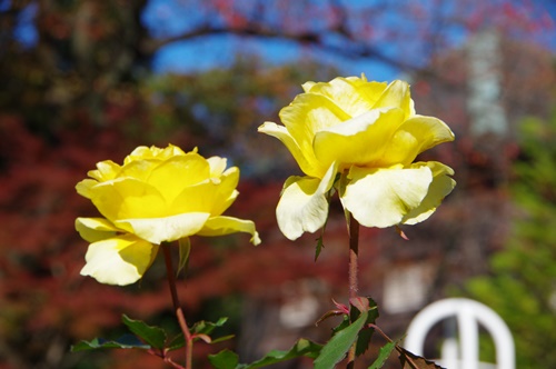 旧古河庭園にて