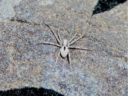 3ページ目の 虫 偐万葉田舎家持歌集 楽天ブログ