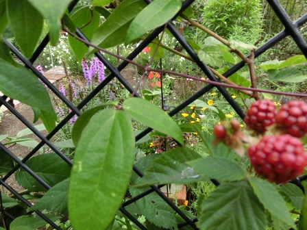 ブラックベリー