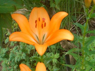 オレンジの百合