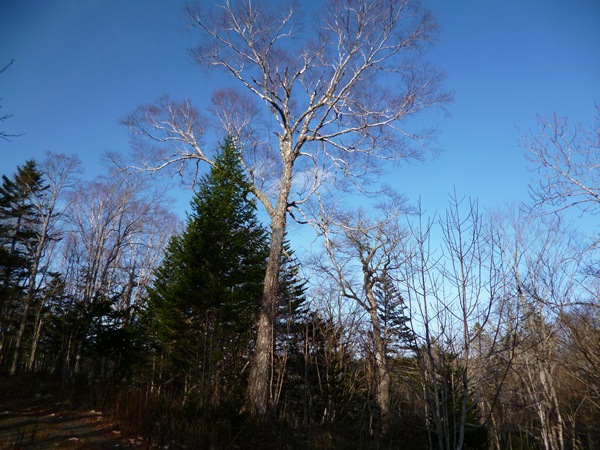 釧路町森林公園 8.JPG