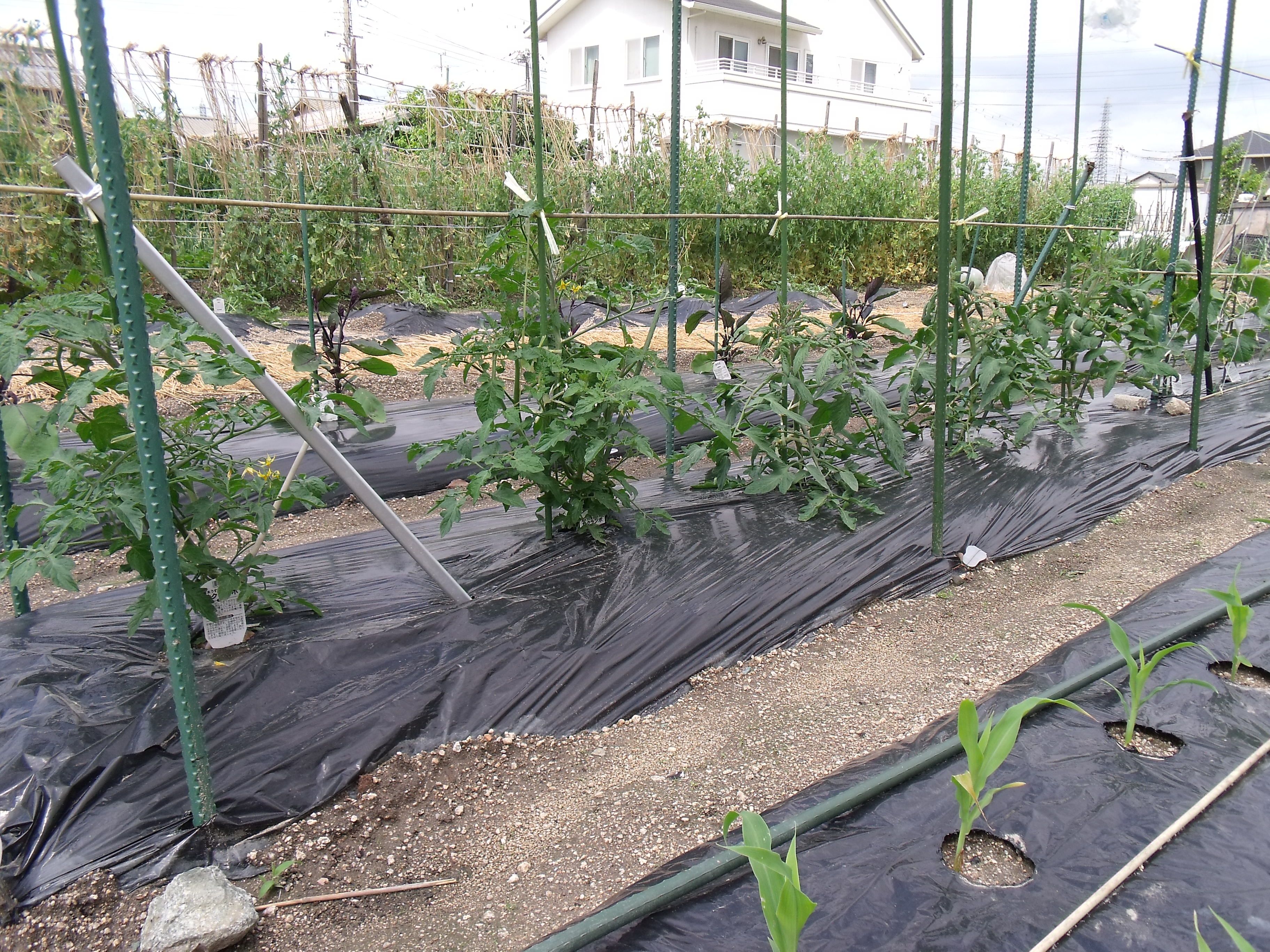 トマトの生長ぶりを紹介します 魚嫌い6311のブログ 楽天ブログ