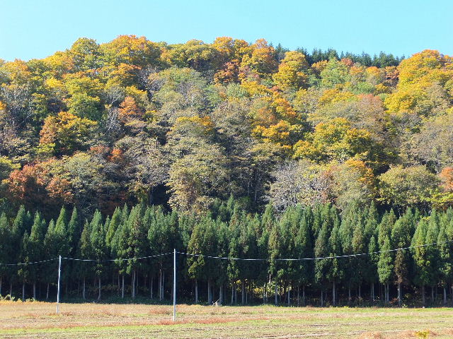 紅葉 032.JPG