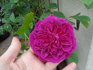 DSC01159.jpg