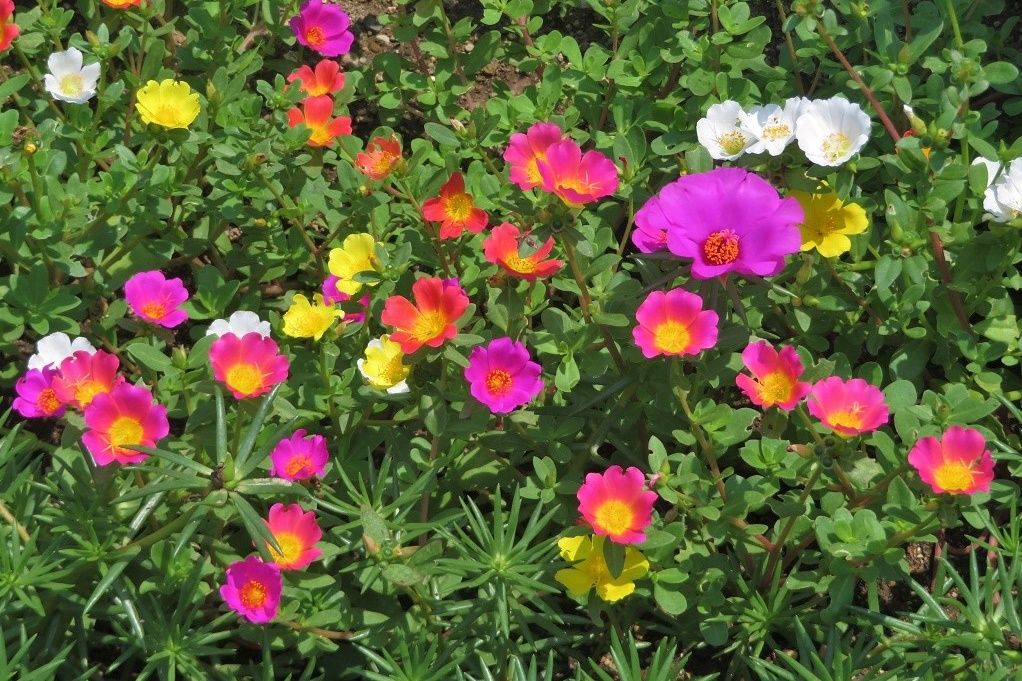 庭の花 ポーチュラカ オシロイバナ 畑のミニトマト 大分金太郎の花鳥蝶月 楽天ブログ