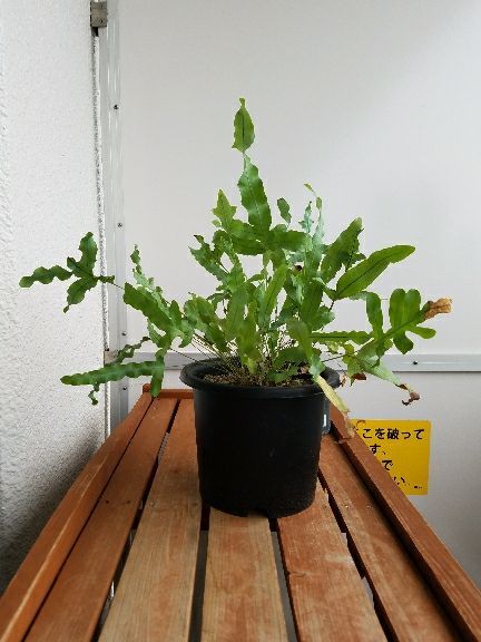 フレボディウム ブルースター 生育が悪いから植え替えちゃうぞ デルオの多肉日記 楽天ブログ