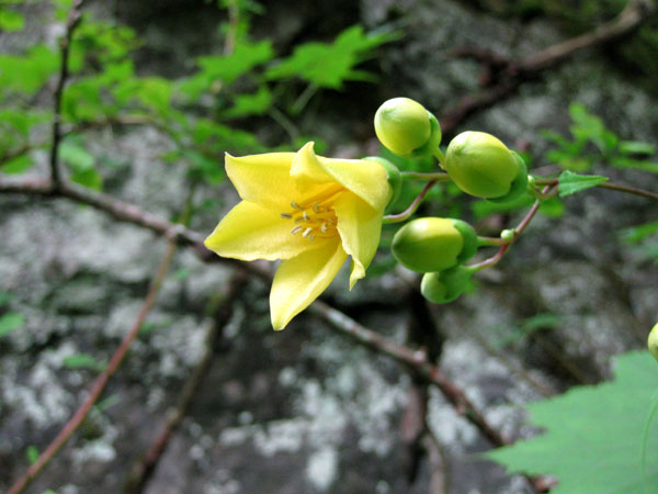 天涯の花・キレンゲショーマを見に行こう! | 花を訪ねる山旅 - 楽天ブログ