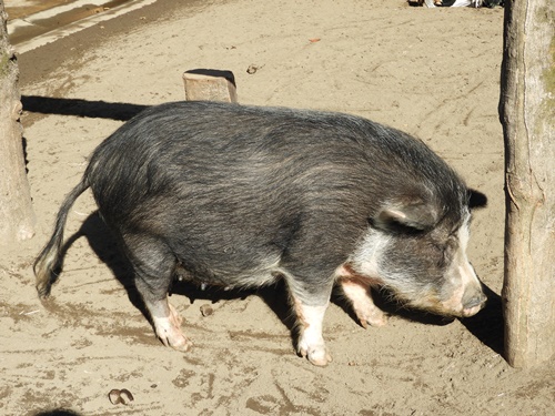 井の頭自然文化園