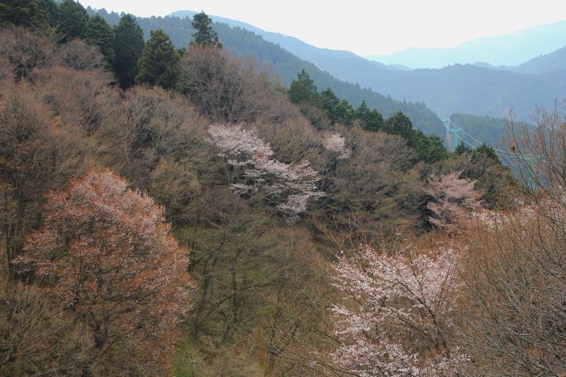 金剛山_11.jpg