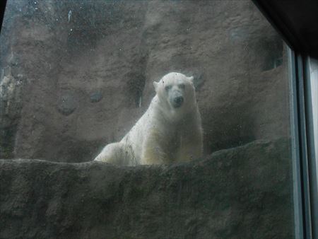 旭山動物園