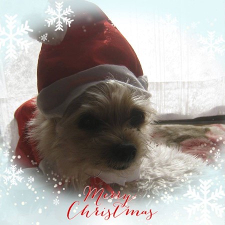 2017クリスマス_はなママさん