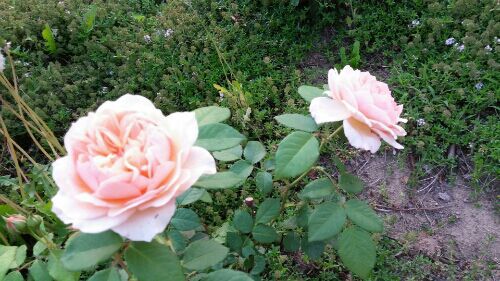 rblog-20170520190157-01.jpg